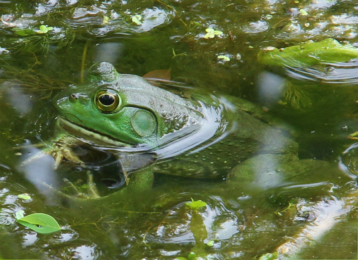 American Bullfrog